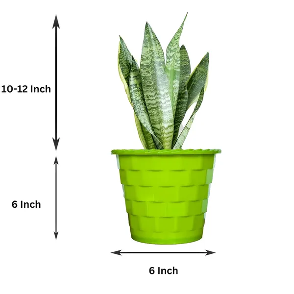 Sansevieria_Superba_Snake_Plant