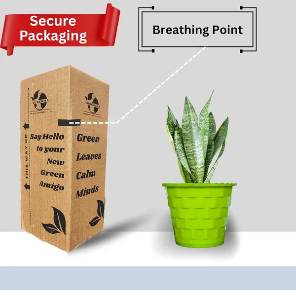 Sansevieria_Superba_Snake_Plant