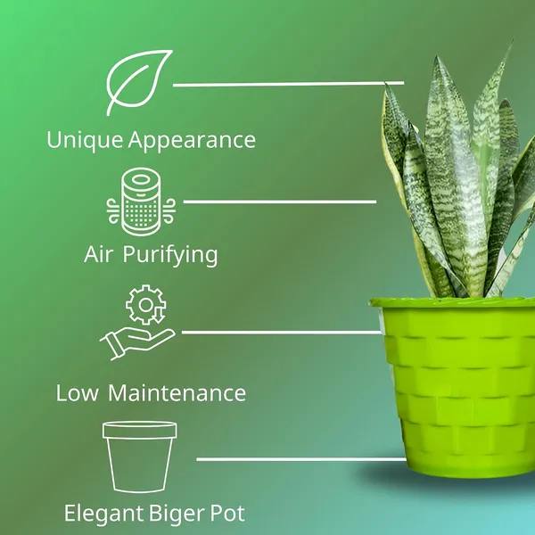 Sansevieria_Superba_Snake_Plant
