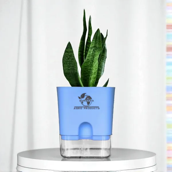 Sansevieria_Superba_Snake_Plant_With_Self_Watering_Pot