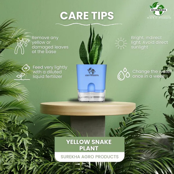 Sansevieria_Superba_Snake_Plant_With_Self_Watering_Pot