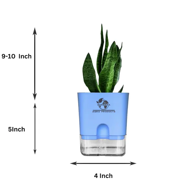 Sansevieria_Superba_Snake_Plant_With_Self_Watering_Pot
