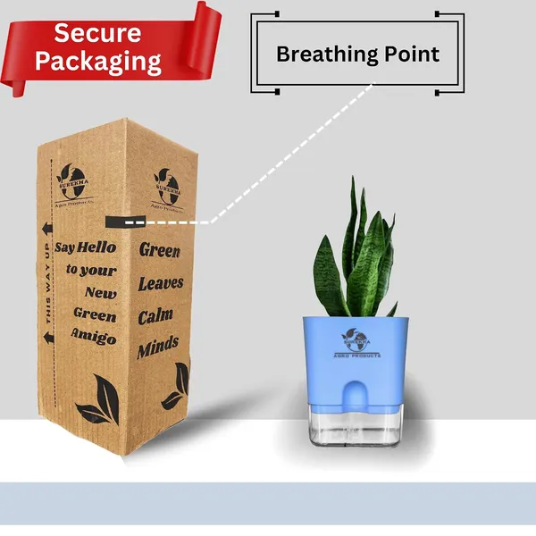 Sansevieria_Superba_Snake_Plant_With_Self_Watering_Pot