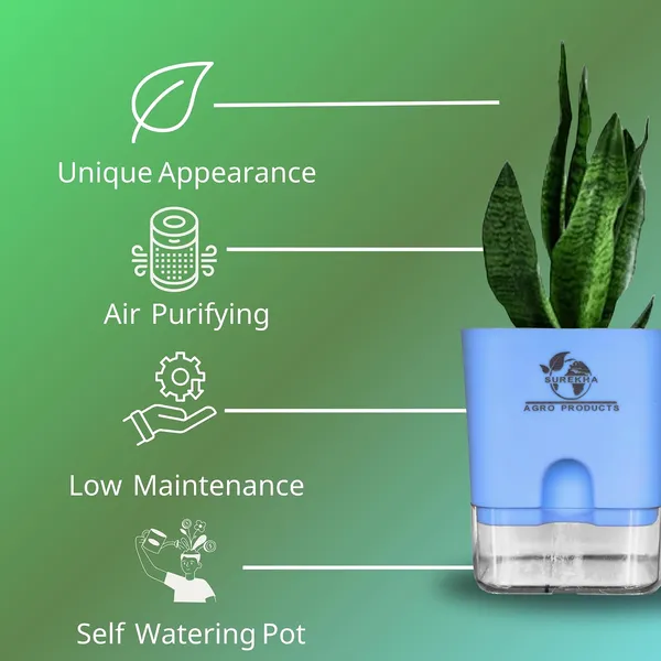 Sansevieria_Superba_Snake_Plant_With_Self_Watering_Pot