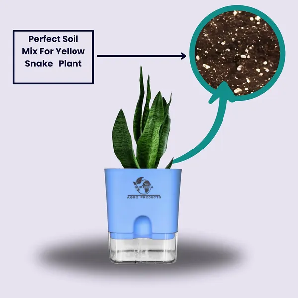 Sansevieria_Superba_Snake_Plant_With_Self_Watering_Pot