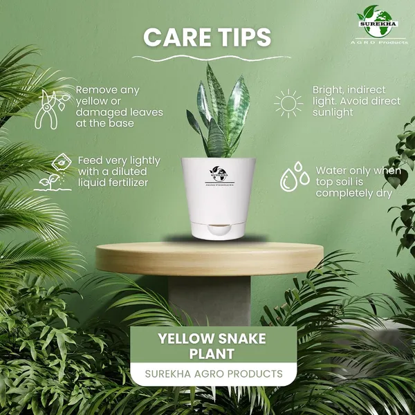 Sansevieria_Superba_Snake_Plant_With_Self_Watering_Pot