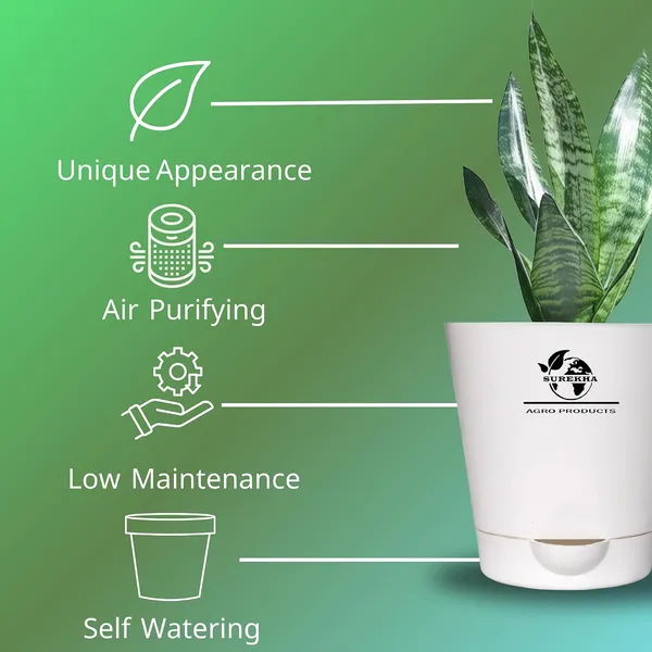 Sansevieria_Superba_Snake_Plant_With_Self_Watering_Pot