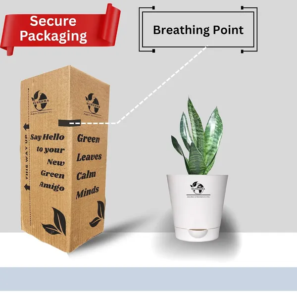 Sansevieria_Superba_Snake_Plant_With_Self_Watering_Pot