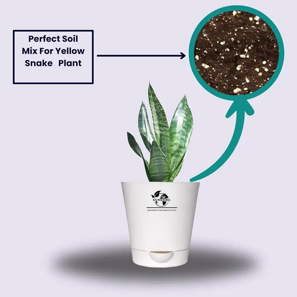 Sansevieria_Superba_Snake_Plant_In_self_watering_Pot