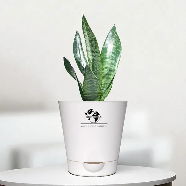 Sansevieria_Superba_Snake_Plant_In_self_watering_Pot