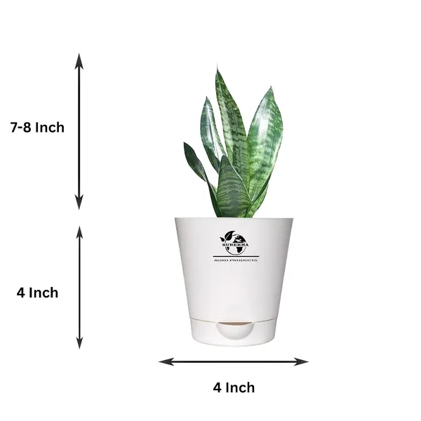 Sansevieria_Superba_Snake_Plant_In_self_watering_Pot