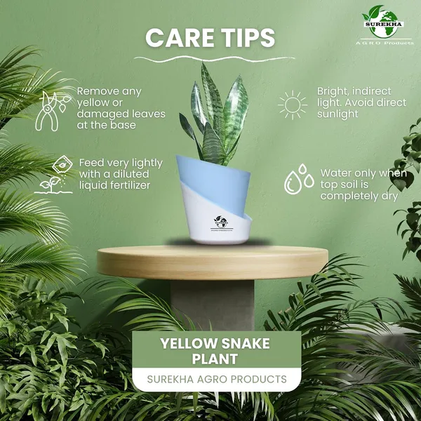 Sansevieria_Superba_Snake_Plant_With_Self_Watering_Pot