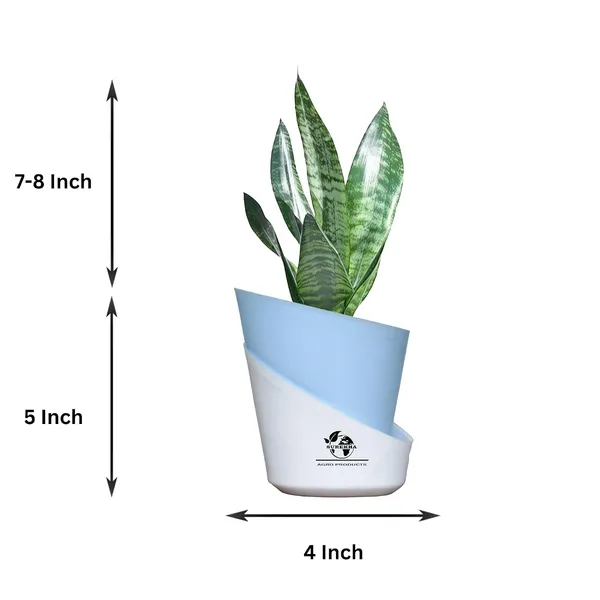 Sansevieria_Superba_Snake_Plant_With_Self_Watering_Pot