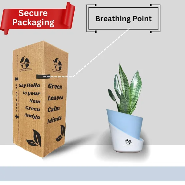 Sansevieria_Superba_Snake_Plant_With_Self_Watering_Pot