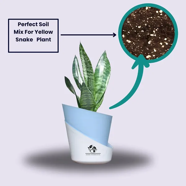 Sansevieria_Superba_Snake_Plant_With_Self_Watering_Pot
