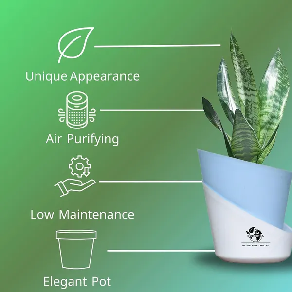 Sansevieria_Superba_Snake_Plant_With_Self_Watering_Pot