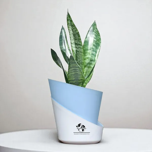 Sansevieria_Superba_Snake_Plant_With_Self_Watering_Pot