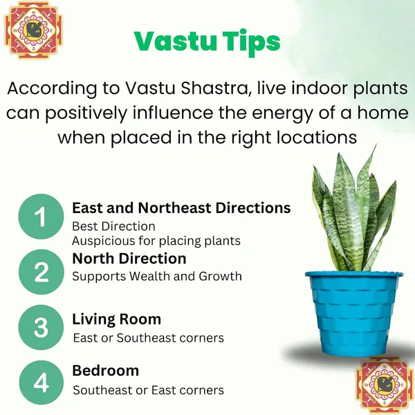 Sansevieria_Snake_Plant_With_Self_Watering_Pot