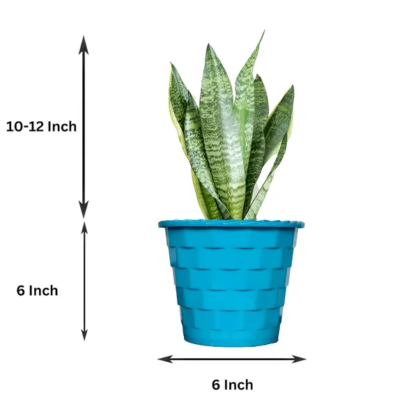 Sansevieria_Snake_Plant_With_Self_Watering_Pot