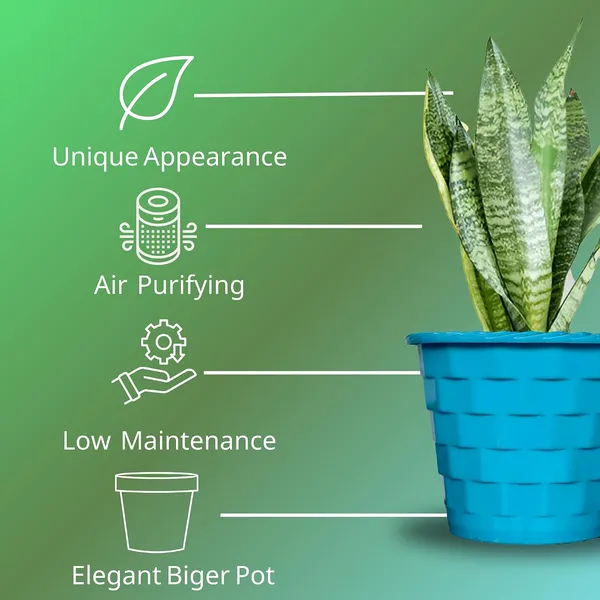 Sansevieria_Snake_Plant_With_Self_Watering_Pot