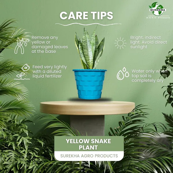 Sansevieria_Snake_Plant_With_Self_Watering_Pot
