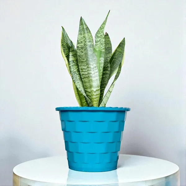 Sansevieria_Snake_Plant_With_Self_Watering_Pot