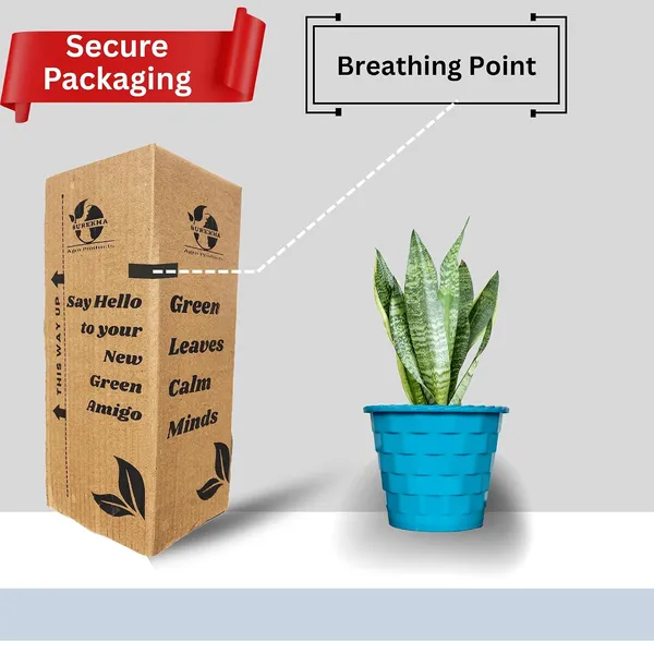 Sansevieria_Snake_Plant_With_Self_Watering_Pot