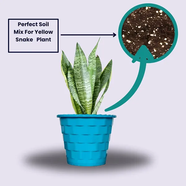Sansevieria_Snake_Plant_With_Self_Watering_Pot