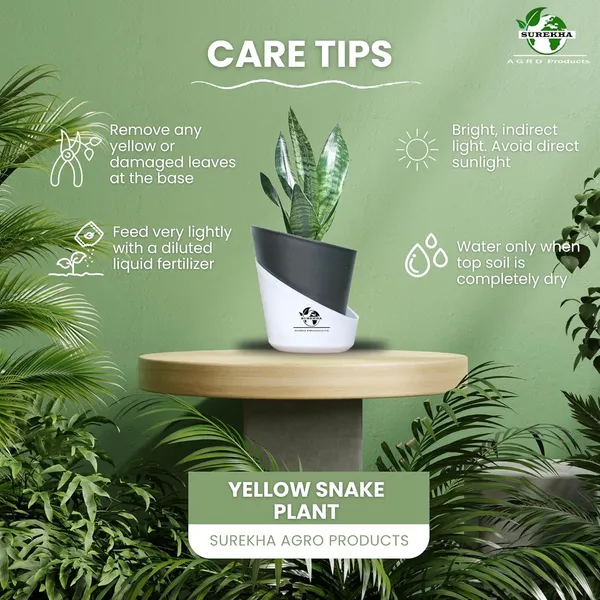 Sansevieria_Superba_Snake_Plant_With_Self_Watering_Pot