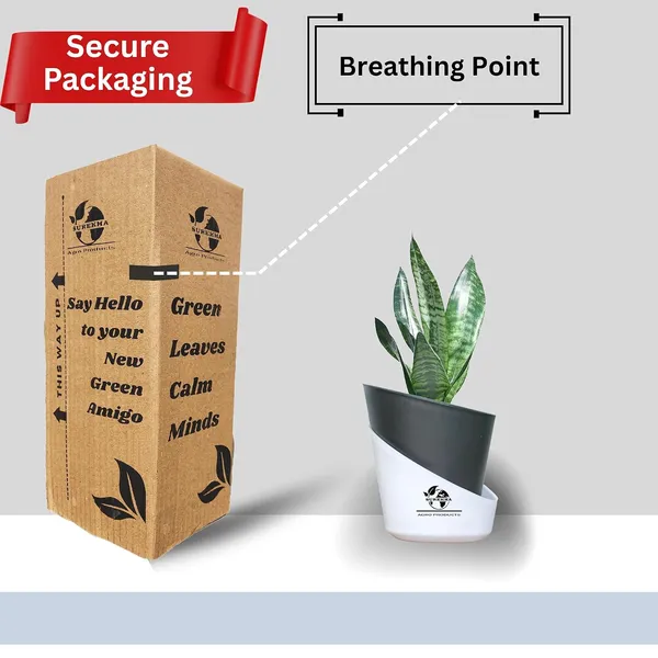 Sansevieria_Superba_Snake_Plant_With_Self_Watering_Pot