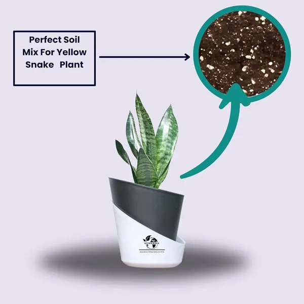 Sansevieria_Superba_Snake_Plant_With_Self_Watering_Pot