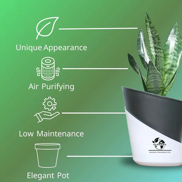 Sansevieria_Superba_Snake_Plant_With_Self_Watering_Pot