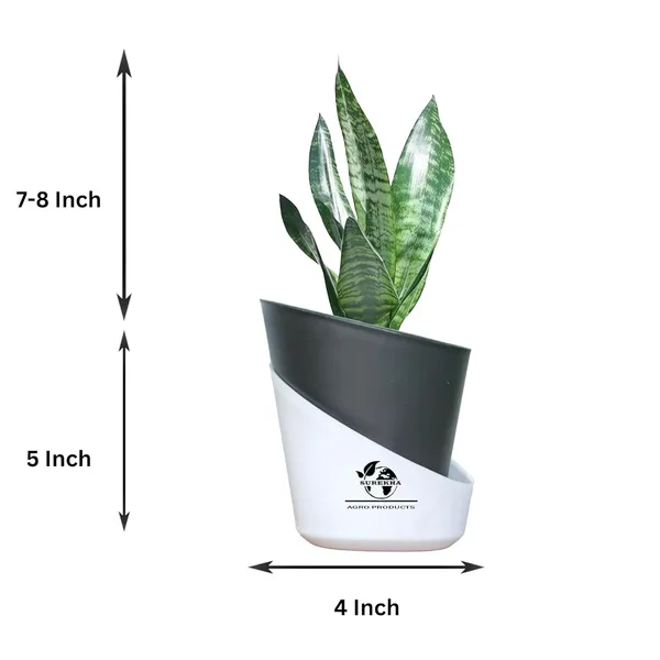 Sansevieria_Superba_Snake_Plant_With_Self_Watering_Pot