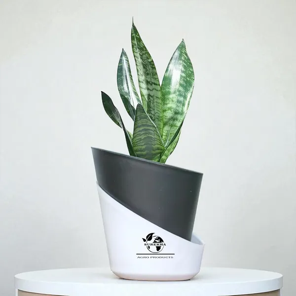 Sansevieria_Superba_Snake_Plant_With_Self_Watering_Pot