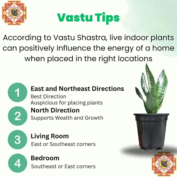 Sansevieria_Snake_Plant_With_Self_Watering_Pot_Pack_Of_4
