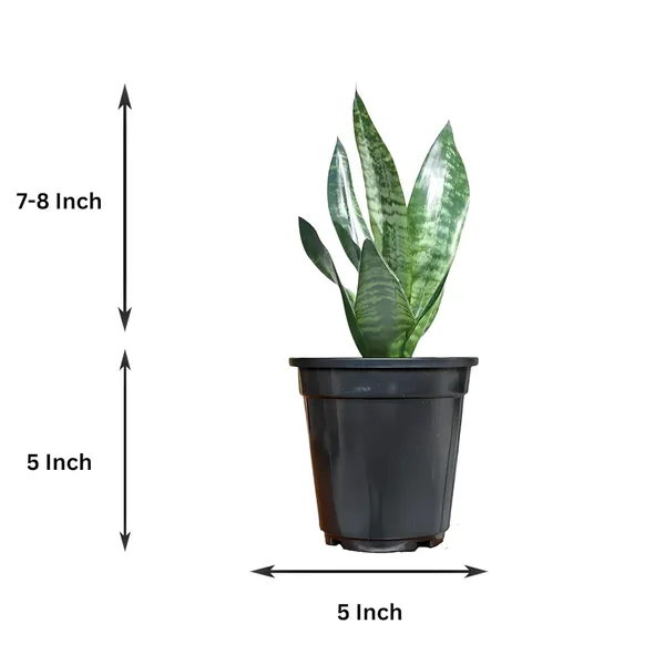 Sansevieria_Snake_Plant_With_Self_Watering_Pot_Pack_Of_4