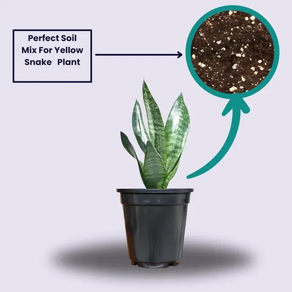 Sansevieria_Snake_Plant_With_Self_Watering_Pot_Pack_Of_4