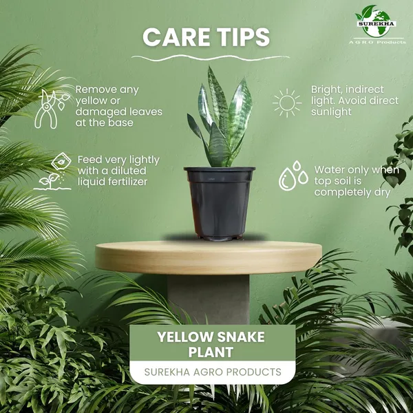 Sansevieria_Snake_Plant_With_Self_Watering_Pot_Pack_Of_4