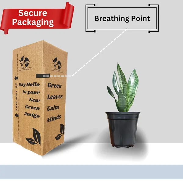 Sansevieria_Snake_Plant_With_Self_Watering_Pot_Pack_Of_4