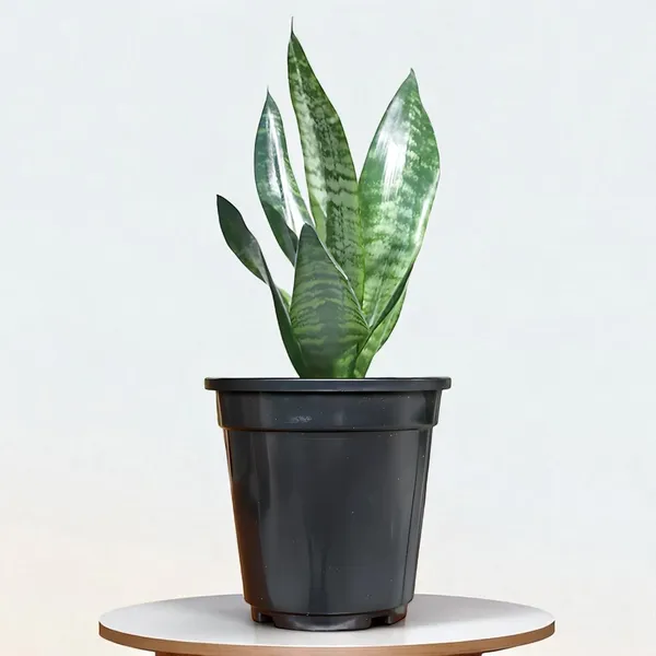 Sansevieria_Snake_Plant_With_Self_Watering_Pot_Pack_Of_4