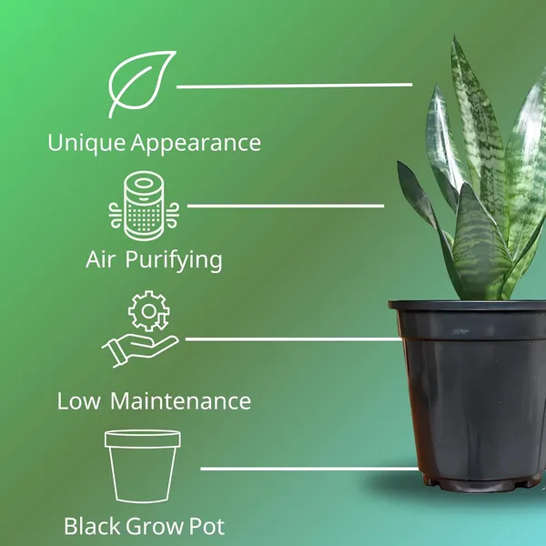 Sansevieria_Snake_Plant_With_Self_Watering_Pot_Pack_Of_4