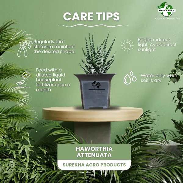 Zebra_Plant_With_Small_Plastic_Pot_Pack_Of_2