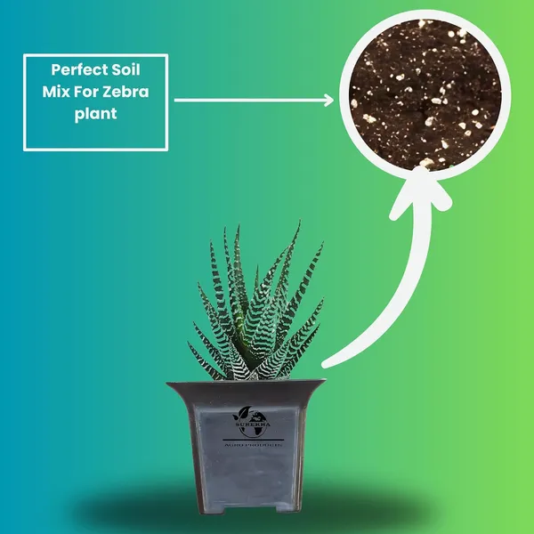 Zebra_Plant_With_Small_Plastic_Pot_Pack_Of_2