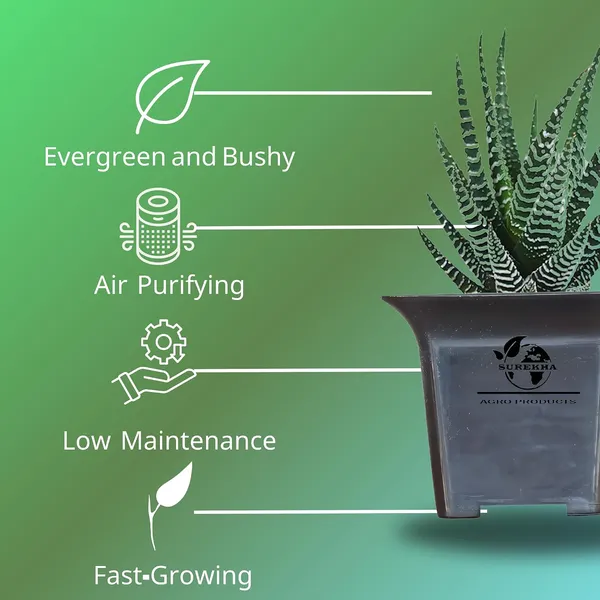 Zebra_Plant_With_Small_Plastic_Pot_Pack_Of_2