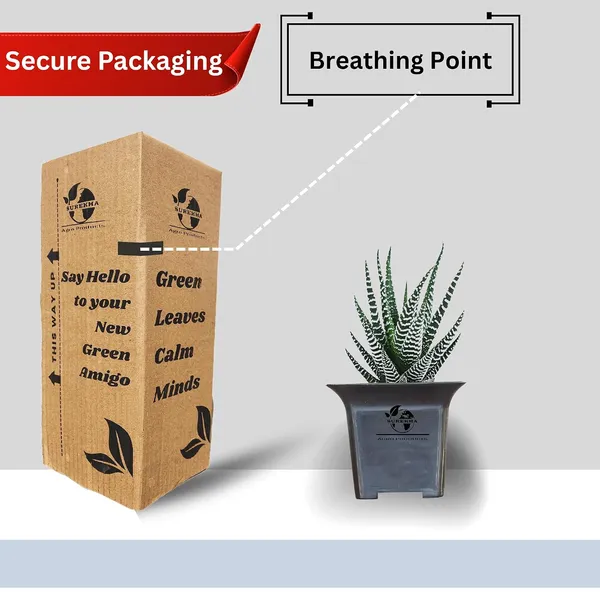 Zebra_Plant_With_Small_Plastic_Pot_Pack_Of_2