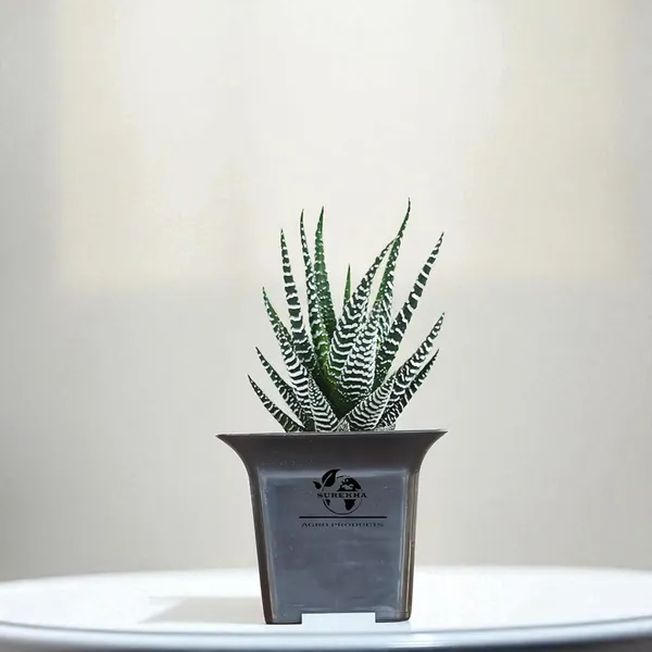 Zebra_Plant_With_Small_Plastic_Pot_Pack_Of_2