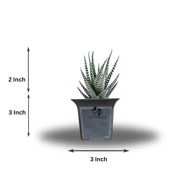 Zebra_Plant_With_Small_Plastic_Pot_Pack_Of_2