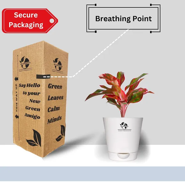 Aglaonema_Red_Indoor_Plant_With_Self_Watering_Pot