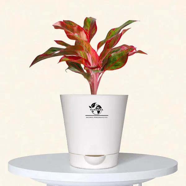 Aglaonema_Red_Indoor_Plant_With_Self_Watering_Pot