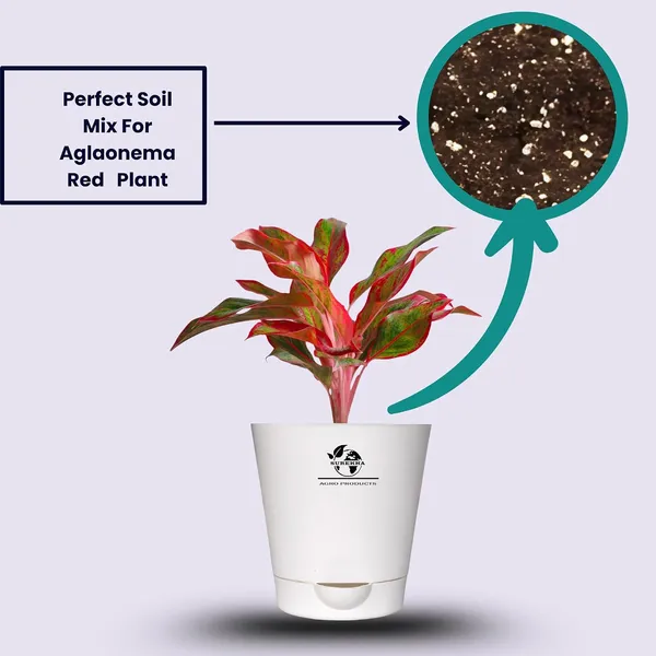 Aglaonema_Red_Indoor_Plant_With_Self_Watering_Pot